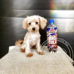シュナプー(ミニチュアシュナウザー×トイプードル)