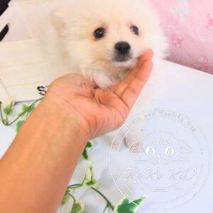 ポメラニアン