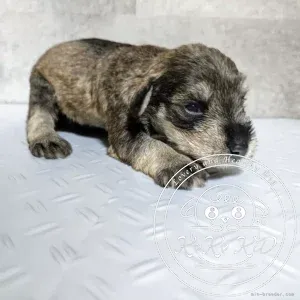 ミニチュアシュナウザー