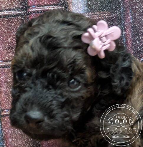 タイニープードル