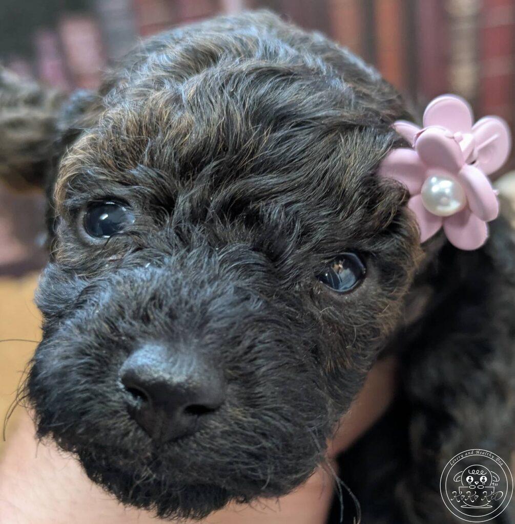 タイニープードル