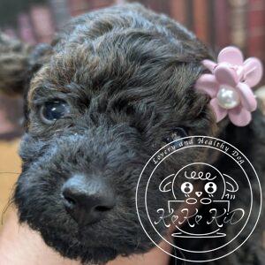 タイニープードル