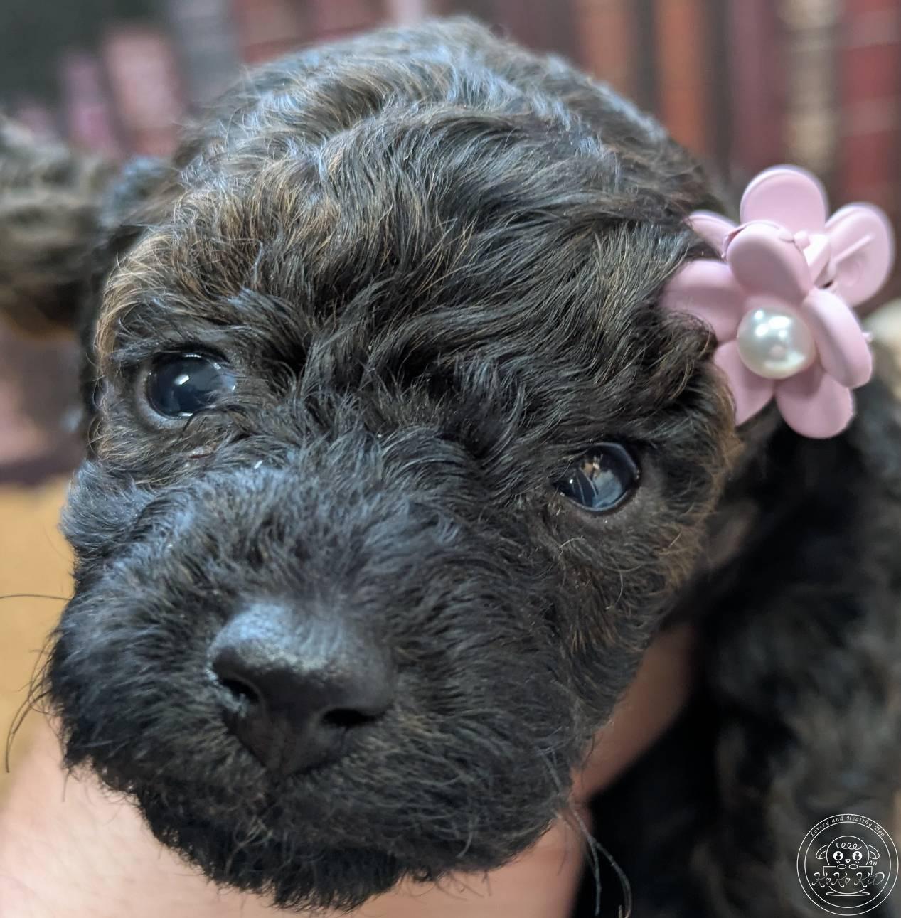 タイニープードル