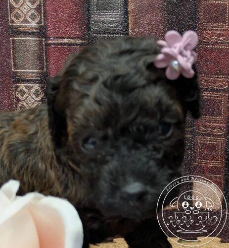 タイニープードル