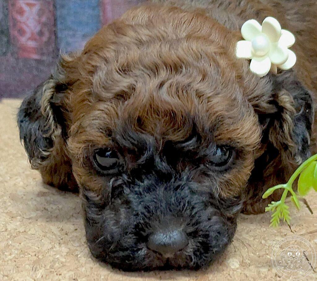 タイニープードル