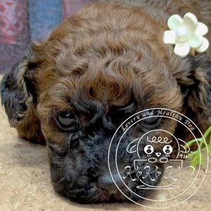 タイニープードル