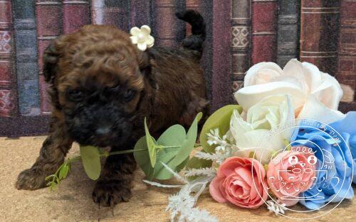 タイニープードル