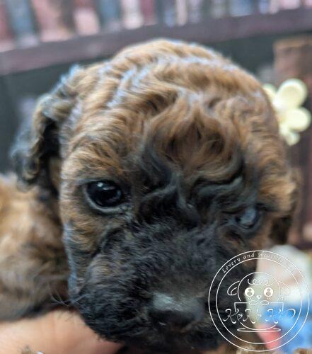 タイニープードル