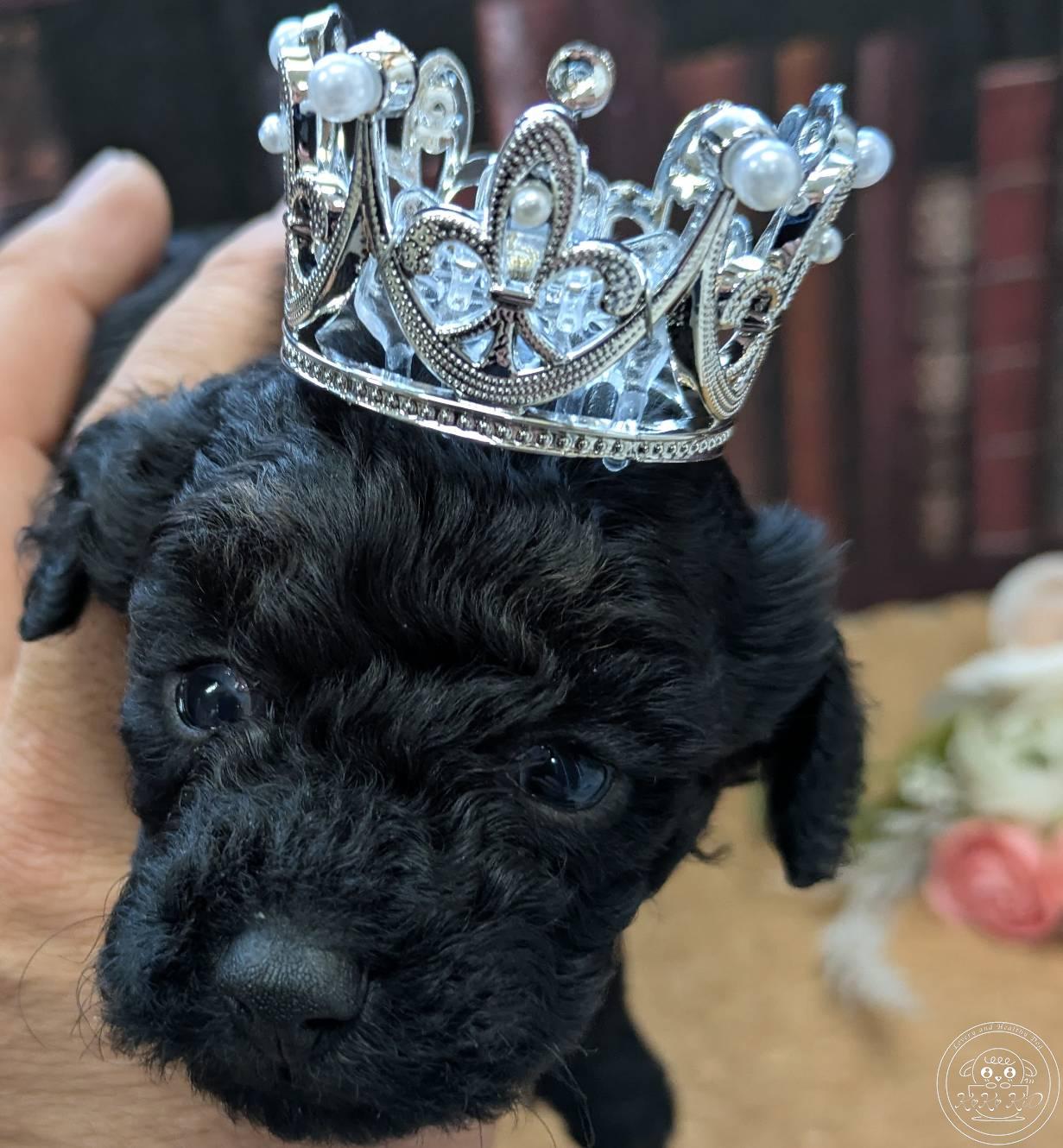 タイニープードル