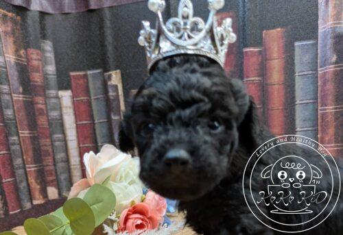 タイニープードル