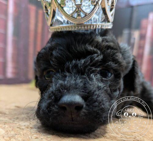 タイニープードル