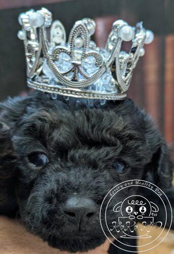 タイニープードル