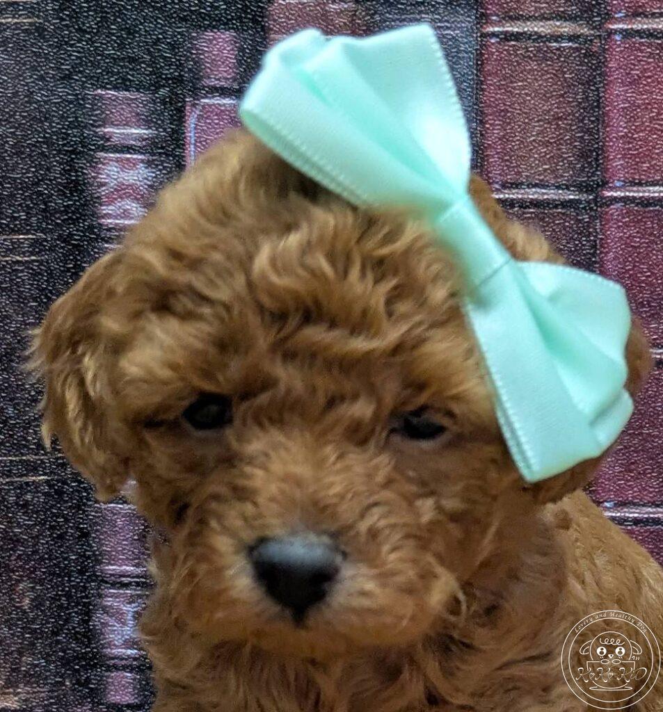 タイニープードル