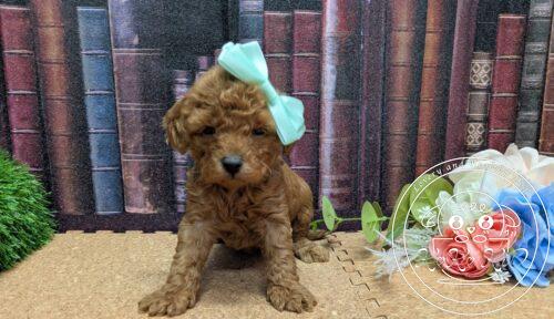 タイニープードル