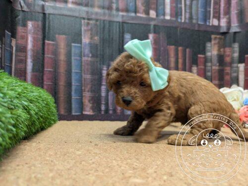 タイニープードル