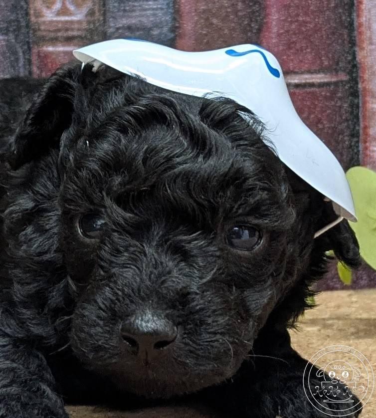 タイニープードル