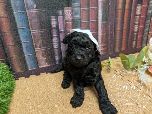 タイニープードル