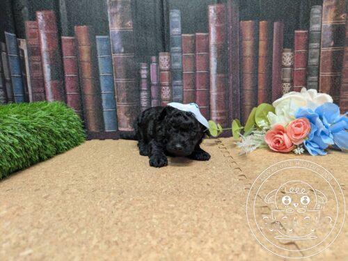 タイニープードル