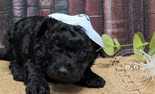 タイニープードル