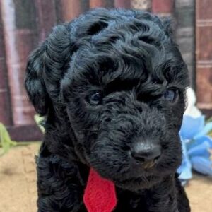 タイニープードル