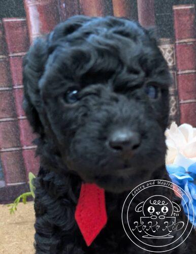 タイニープードル