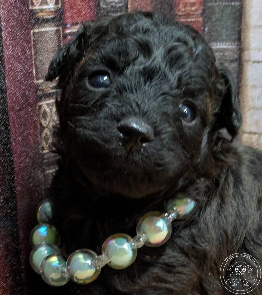 タイニープードル