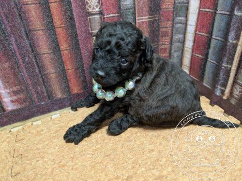 タイニープードル