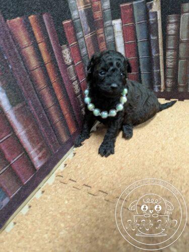 タイニープードル