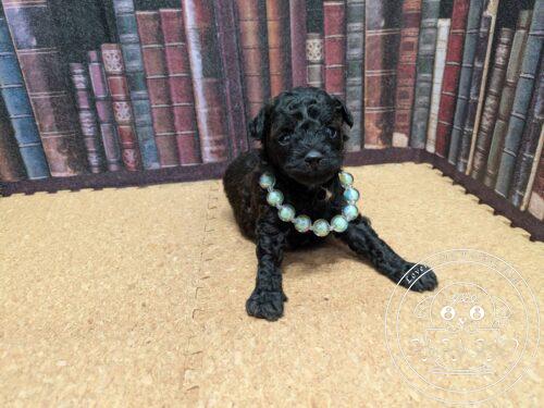 タイニープードル