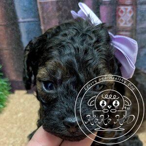 タイニープードル