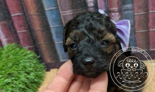 タイニープードル