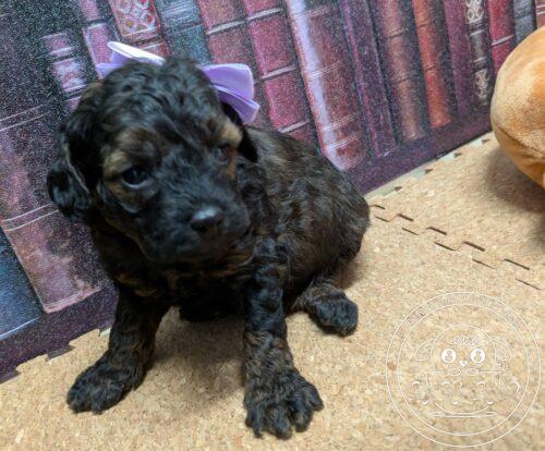 タイニープードル