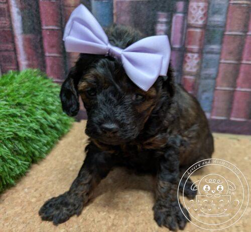 タイニープードル