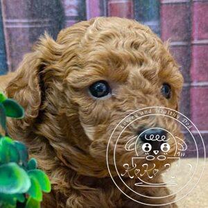 タイニープードル