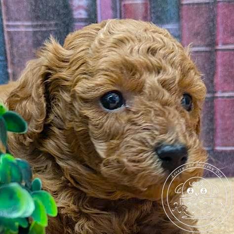 タイニープードル