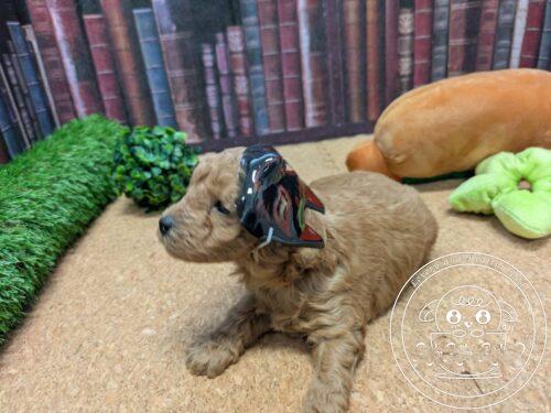 タイニープードル