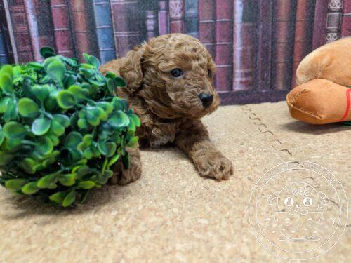 タイニープードル