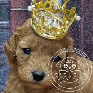 タイニープードル