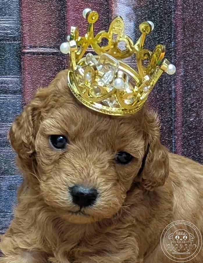 タイニープードル