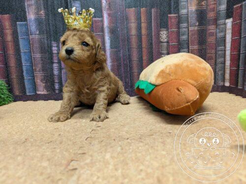 タイニープードル