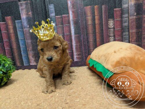 タイニープードル