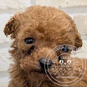 ティーカップからタイニーサイズ予想のトイプードル