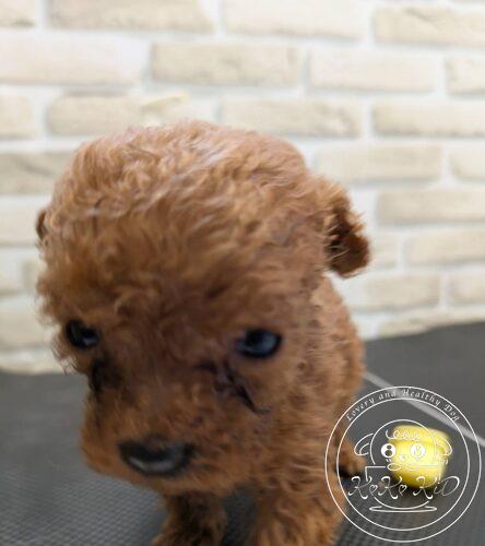 ティーカップからタイニーサイズ予想のトイプードル