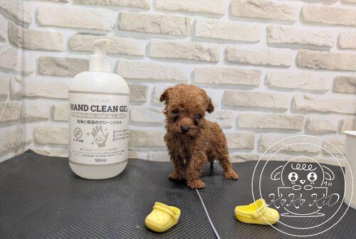 ティーカップからタイニーサイズ予想のトイプードル