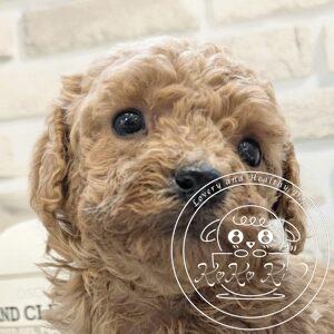 ティーカップからタイニーサイズ予想のトイプードル