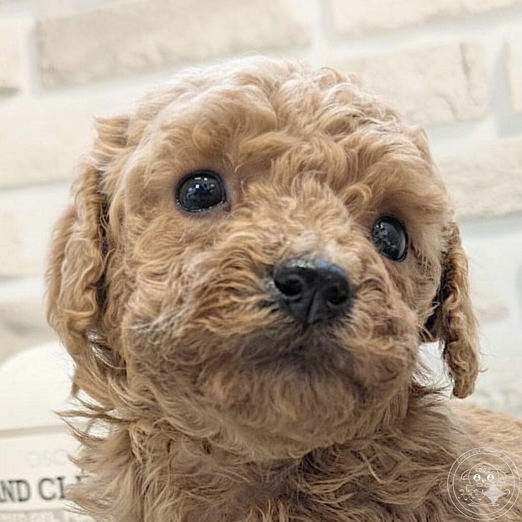 ティーカップ〜タイニープードル