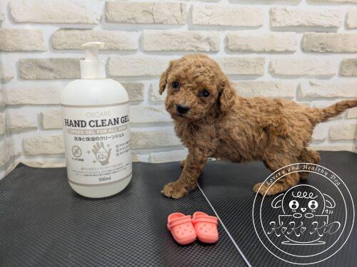 ティーカップからタイニーサイズ予想のトイプードル