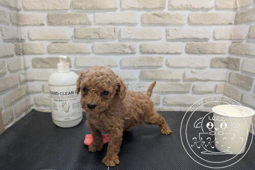 ティーカップからタイニーサイズ予想のトイプードル