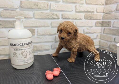 ティーカップからタイニーサイズ予想のトイプードル