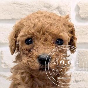 ティーカップからタイニーサイズ予想のトイプードル